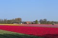 Traditional Dutch tulip field with rows of red, pink and yellow flowers