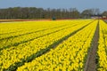 Traditional Dutch tulip field with rows yellow flowers