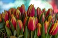 Lisse, Netherlands, April 2022. Close up of a bunch of red yellow tulips. Royalty Free Stock Photo