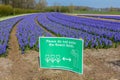 Dutch flower field in spring with warning sign no trespassers