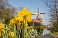 Lisse, Netherlands, April 2022. The Keukenhof gardens with typical Dutch landscape with daffodils, tulips and windmill. Royalty Free Stock Photo