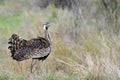 Lissotis melanogaster (Black-bellied bustard, Black-bellied korhaan)