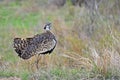 Lissotis melanogaster (Black-bellied bustard, Black-bellied korhaan)