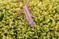 Lissotriton vulgaris, smooth newt animal walking on moss in early spring season. Macro Czech animal amphibian background Royalty Free Stock Photo