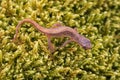 Lissotriton vulgaris, smooth newt animal walking on moss in early spring season. Macro Czech animal amphibian background Royalty Free Stock Photo