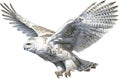 Top 20 Snowy owl action, Watercolor predator animals wildlife.