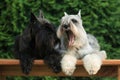 Gray and black miniature schnauzer dogs Royalty Free Stock Photo