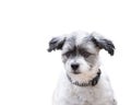 Listening dog with alert ears on isolated white background