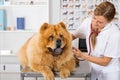 By listening to a dog Veterinary Chow Chow