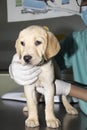 Listening to a puppies heart Royalty Free Stock Photo