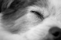 Close up of eye and face of sleeping dog in black and white Royalty Free Stock Photo