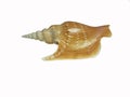 LISTER`S SPIDER CONCH, the appearance of an angel wing shell. The hard shell has a spiral.