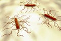 Listeria monocytogenes, Gram-positive bacterium Royalty Free Stock Photo