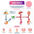 Listeria vector illustration. Labeled educational foodborne bacteria scheme