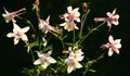 The lit aquilegia against a dark background.