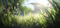 Lit meadow in the morning. View from the bottom towards the raising sun through a tall grass. Horizontal shot.