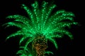 Tropical Christmas Tree, Lit Phoenix Palm