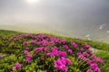 Lit by sun lavishly blooming on grassy mountain meadow dense rho Royalty Free Stock Photo