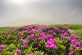 Lit by sun lavishly blooming on grassy mountain meadow dense rhododendron rue bush with bright pink flowers and green leaves under Royalty Free Stock Photo