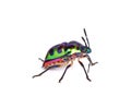 Litchi Bug , Tong Taek Bug, Chrysocoris stollii on white background Royalty Free Stock Photo