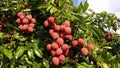 Ripe lychee (Litchi chinensis) bunch on the tree.