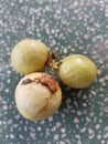 Symptoms of longan fruit borer injure on longan fruit in Viet Nam.