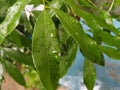 Green Litchi leaf Stock photos.