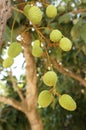 Litchi plant in thailand Royalty Free Stock Photo