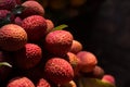 Litchi is a tasty flavour fruit