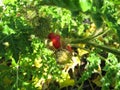 Litchi tomato with red fruits