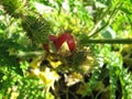 Litchi tomato with red fruits