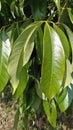 Litchi tree leaves green leaves