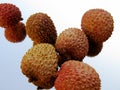 Litchis Royalty Free Stock Photo