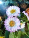 Lite blue Leucanthemum flower in a garden