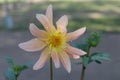 Lite pink dahlia beauty