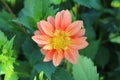 Lite pink dahlia blooming with natural water droops