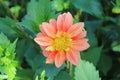 Lite pink dahlia with yellow lines on natural water droops