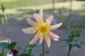 Lite pink dahlia with yellow lines