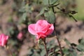 Lite pink rose blooming on bright sunny day