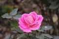 Lite pink rose with white dots blooming in garden