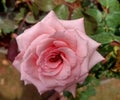 Lite pink rose