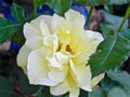Lite yellow rose