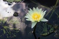 Lite yellow water lily in sunny day