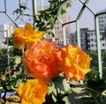 A literal mixture of yellow and red, orange rose.