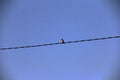 Lithe Bird on the Cable Royalty Free Stock Photo