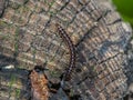 Lithobius forficatus, brown centipede