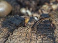 Lithobius forficatus, brown centipede