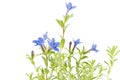 Lithodora diffusa flower on white Royalty Free Stock Photo