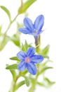 Lithodora diffusa flower on white Royalty Free Stock Photo