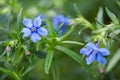 Lithodora Rosmarinifolia flower in bloom. Royalty Free Stock Photo